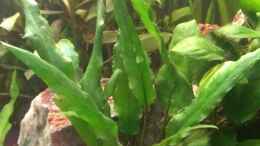 aquarium-von-jan-h--becken-27803_Cryptocoryne beckettii