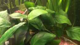 aquarium-von-jan-h--becken-27803_Anubias gracilis