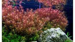 aquarium-von-goreslayer-koelle-zoo_Rotala rotundifolia (Rotala indicia)