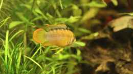 aquarium-von-urml87-suedamerika_Apistogramma nijsseni