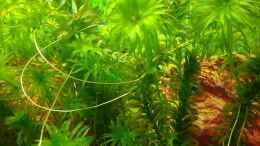 aquarium-von-lily-gesellschaftsbecken_Egeria densa