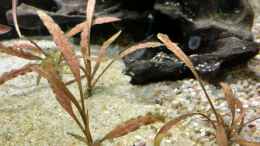 aquarium-von-lily-gesellschaftsbecken_Cryptocoryne albida Brown