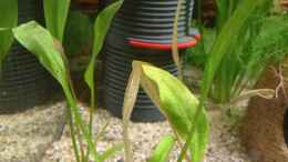 aquarium-von-lily-gesellschaftsbecken_Echinodorus bleherae