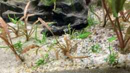 aquarium-von-lily-gesellschaftsbecken_rechte Seite