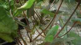 Foto mit  Cryptocoryne wendtii Tropica