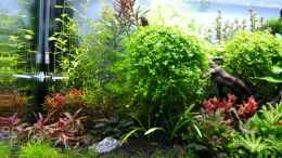 aquarium-von-markus93-red-blue-green_