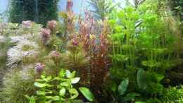 aquarium-von-markus93-red-blue-green_