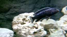 aquarium-von-jan-metschurin-becken-2802_Melanochromis johanni (m)