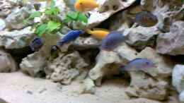 aquarium-von-jan-metschurin-becken-2802_