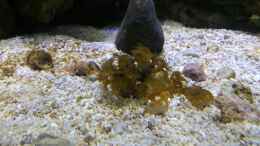 aquarium-von-freakesoit-becken-28039_