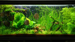 aquarium-von-alexander-grimmer-becken-2808_Stand: 15.08.06