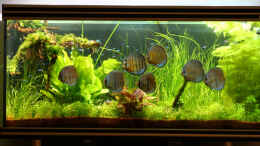 aquarium-von-alexander-grimmer-becken-2808_Stand: 28.07.06