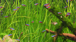 aquarium-von-alexander-grimmer-becken-2808_Hintergrund: die Vallisneria nana