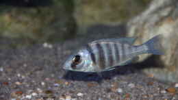 Foto mit Placidochromis sp. phenochilus tanzania lupingo Weibchen