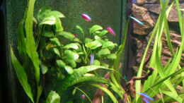 aquarium-von-heiko-schneider-becken-2813_Anubias