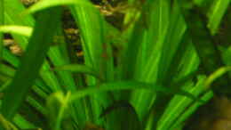 Foto mit Schwarze Amazonas-Schwertpflanze