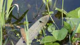 Foto mit Kaulquappe der Erdkröte (Bufo bufo)