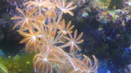 aquarium-von-jens-walsleben-becken-2814_Xenia sp. 4 || Pumpkoralle