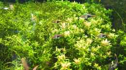 aquarium-von-koelle-zoo-koelle-zoo_Rotala rotundifolia und heteranthera zosterifolia