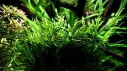 aquarium-von-dirk-f--little-world-3-0-aufgeloest_Microsorum pteropus Trident 01-2014