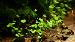 Foto mit Hydrocotyle cf. tripartita