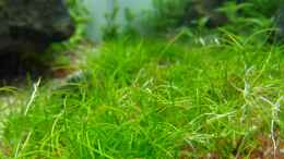 aquarium-von-intershrimpview-soulfly_Eleocharis spec.Mini (Tag 1)