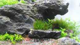 aquarium-von-intershrimpview-soulfly_Christmas Moos (Tag 1)