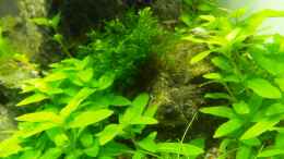 aquarium-von-intershrimpview-soulfly_TAG 12