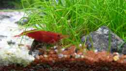 aquarium-von-intershrimpview-soulfly_TAG 12