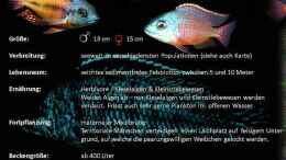 aquarium-von-thomas-u--gabriele-p--malawi-african-sea-or-der-muehe-lohn_Protomelas taeniolatus