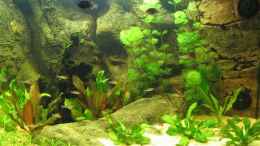 aquarium-von-torsten-barthel-becken-2842_