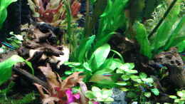 aquarium-von-phrankdiddie-amazonas-suedamerika-live_