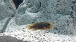 Foto mit Labidochromis hongi w