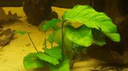 aquarium-von-johannes-l--diskus-rift_Anubias barteri var. nana 2