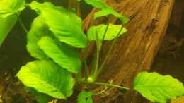 aquarium-von-johannes-l--diskus-rift_Anubias barteri var. nana 3