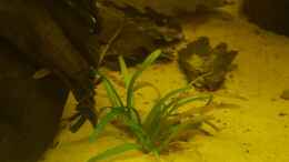 aquarium-von-johannes-l--diskus-rift_Sagittaria subulata 2