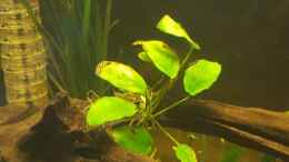 aquarium-von-johannes-l--diskus-rift_Anubias barteri var. nana 5