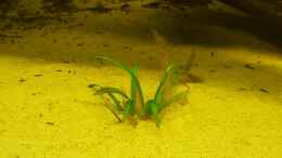 aquarium-von-johannes-l--diskus-rift_Sagittaria subulata 1