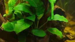 aquarium-von-johannes-l--diskus-rift_Anubias barteri var. nana 1