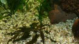 aquarium-von-marco-sauer-becken-2858_Alternathera reineckii