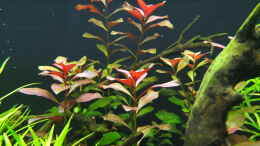 aquarium-von-axolotl-somewhere----nicht-mehr-aktuell_Ludwigia repens rubin