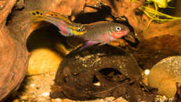 Foto mit tolles Paar -- Pelvicachromis taeniatus nigeria red