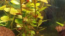 aquarium-von-smirot-vision-260_Ludwigia Repens und Wassernabel