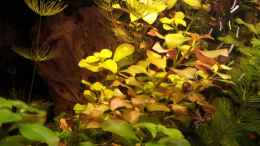 aquarium-von-andreas-trunk-amazonas_ludwigia repens