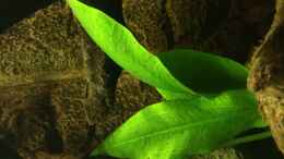 aquarium-von-trimmy-mundo-root_08.02.2014 Echinodorus 