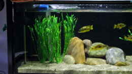 aquarium-von-klaus-lischka-becken-28720_21.12.2013