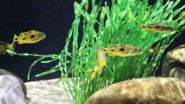 aquarium-von-klaus-lischka-becken-28720_21.12.2013