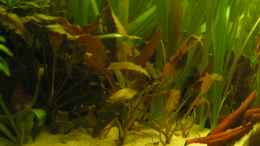 aquarium-von-peggy-kakadus-zuhause_Cryptocoryne wendtii