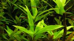 aquarium-von-peggy-kakadus-zuhause_Cryptocoryne - Wasserkelch und Hygrophila corymbosa Stricta 