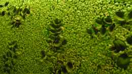 aquarium-von-peggy-kakadus-zuhause_Salvinia natans - Lästiger Schwimmfarn und Lemna minor -  K